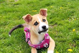 Young bundle of energy seeks forever family for lifetime of fun