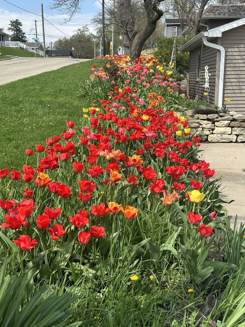 More than 1,000 tulips bloom on Tuesday, April 14, 2026, outside a home at the corner of Greenwood and Fourth streets in Spring Valley. The home is located across the street from Verucchi's restaurant. The tulips return each year at this location, creating a vibrant display that serves as a sure sign of spring.