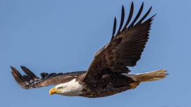 Eagle watching returns in Will County at Four Rivers in Channahon