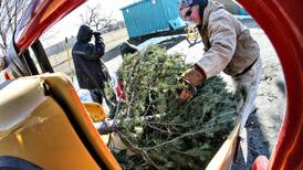 Here are some expert tips for disposing of your live Christmas tree