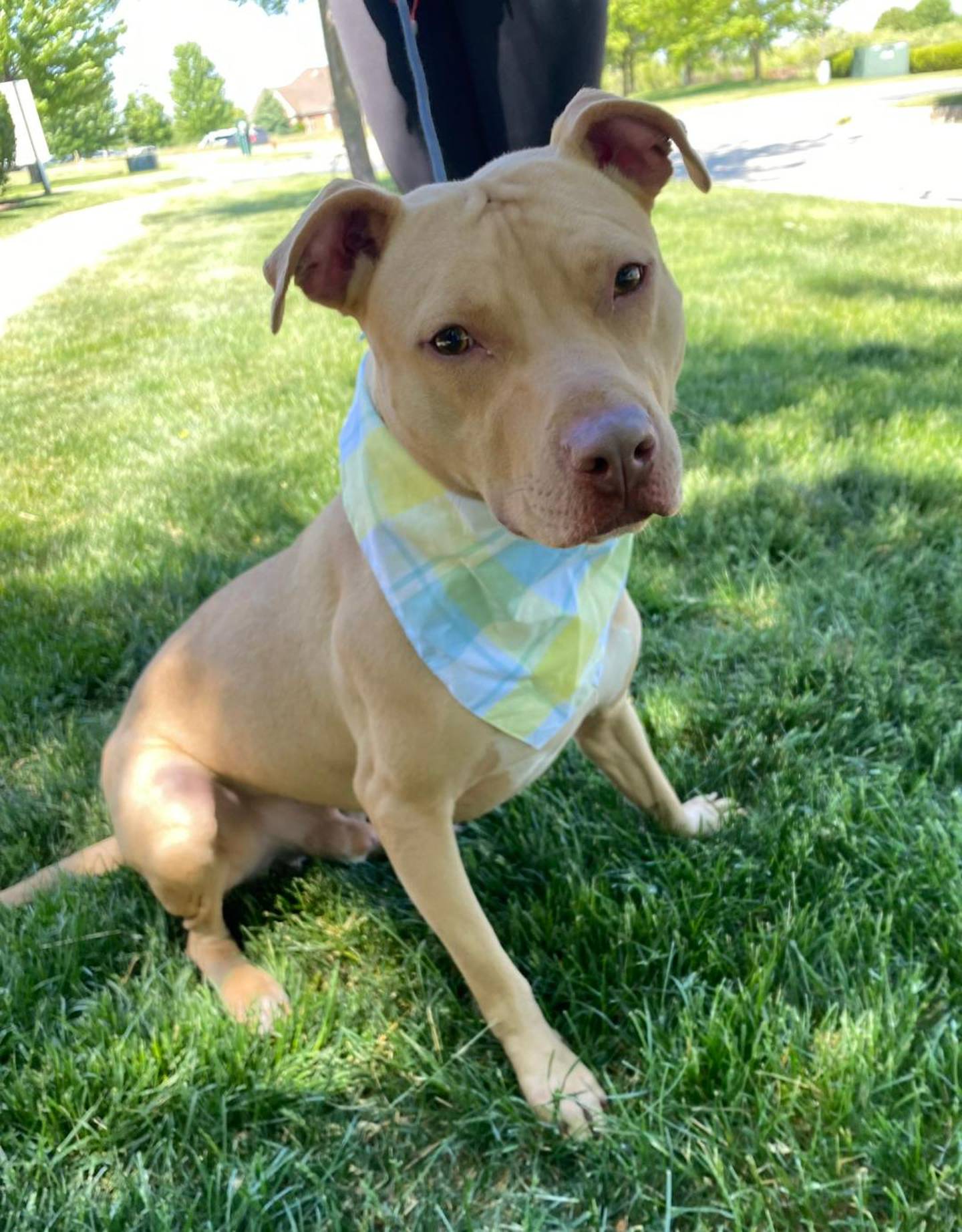 Draco is a happy and fun, 40-pound, 1-year-old terrier. He is very outgoing, lovable and sweet. He loves to play with toys and go on walks. He is well-mannered with a big heart and mild temperament. To meet Draco, email Dogadoption@nawsus.org. Visit nawsus.org.