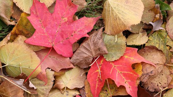 DeKalb leaf collection underway through early December