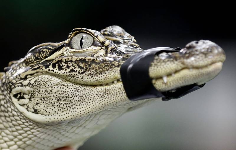 Walter, an American alligator inside their new Reptile Gallery in McHenry on Feb. 21, 2023. The gallery when it opens in April will feature over 40 different species of reptiles, amphibians, sting rays and invertebrates on display.