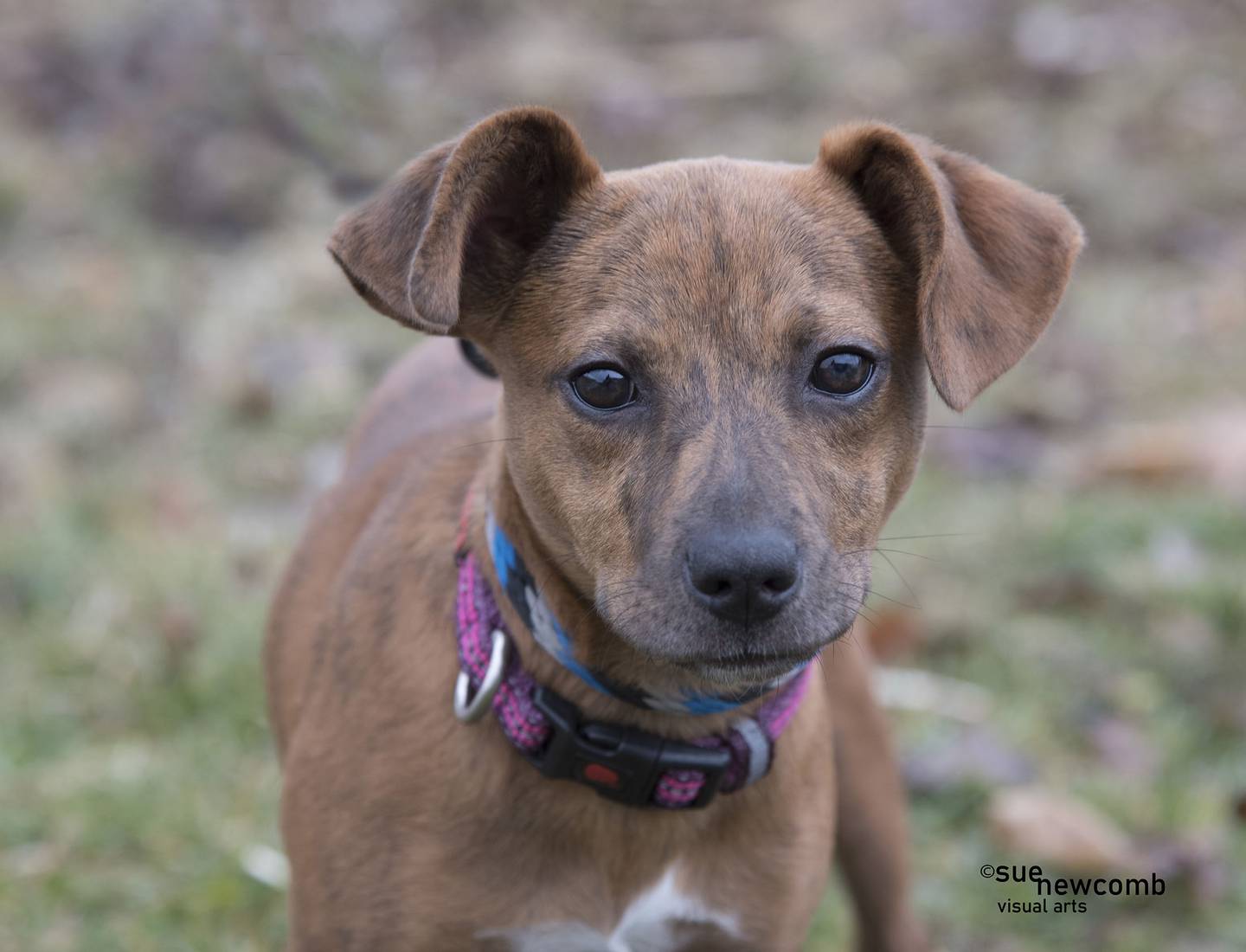 Hailey is a Catahoula leopard/Chihuahua mix puppy who came from animal control. She is sweet and a bit shy but loves to play with other dogs and enjoys the company of all the staff and volunteers. Contact the Will County Humane Society at willcountyhumane.com and follow the instructions for the adoption process.