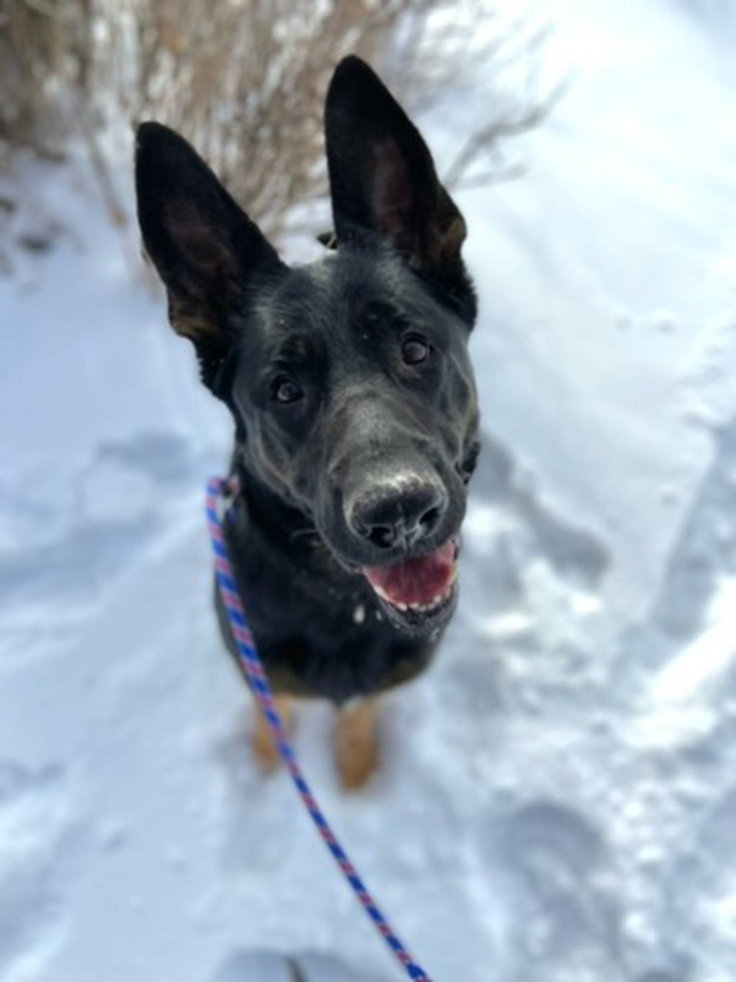 Meredith is a 4-year-old friendly German shepherd. She likes people but needs to be the only dog in a home. She is active and loves to go on long walks. To meet Meredith, email Stacy at stacy@nawsus.org. Visit nawsus.org.