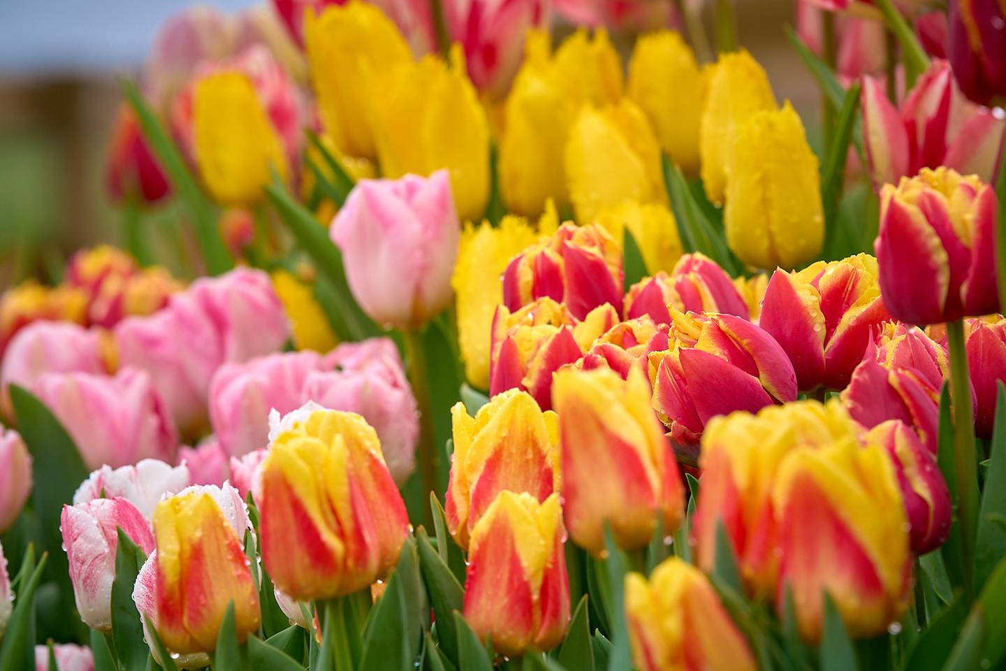 Graceland, Crystal Star, Denmark and Shell tulips were among the gorgeous varieties on display at the 2025 Richardson Farm Tulip Festival. This year's fest, featuring more than 75 varieties, is expected to open in late April.
