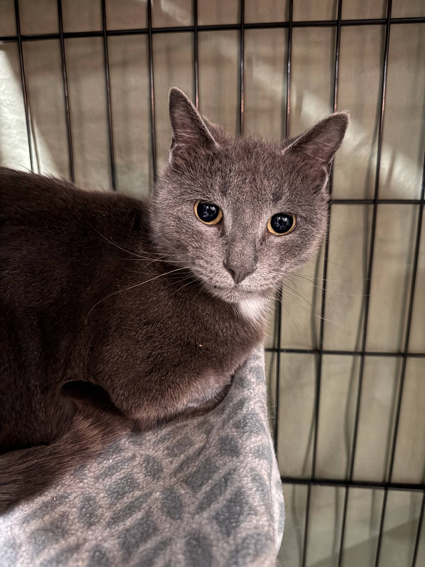 Three-year-old Bobby was rescued from a high-kill shelter in Kentucky where he was placed on the euthanasia list. Bobby is quiet and reserved in his new surroundings, but he seems used to people and receptive to gentle attention. He also relaxes when given pets. With time to adjust and feel safe, his personality should blossom in a home. He is a gentle, curious and friendly cat that will be a great addition to a home once he feels comfortable. To meet Bobby, email Catadoptions@nawsus.org. Visit nawsus.org.
