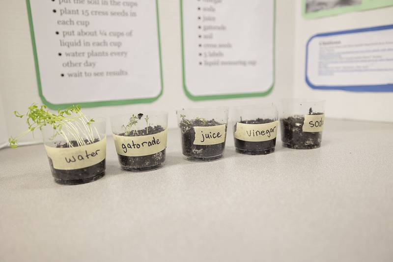Cora Enright used five plantings of Cress and watered each with different liquids to test the results. The eighth grader was surprised at the results achieved from Gatorade and juice.