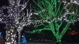 5 Things to Do: ‘IllumiBrew’ at the Morton Arboretum, ‘History on Tap’ in Downers Grove and more