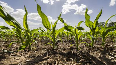 Corn Outlook: Export demand gives price reprieve 