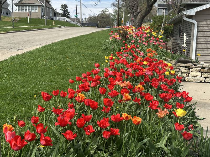 More than 1,000 tulips bloom on Tuesday, April 14, 2026, outside a home at the corner of Greenwood and Fourth streets in Spring Valley. The home is located across the street from Verucchi's restaurant. The tulips return each year at this location, creating a vibrant display that serves as a sure sign of spring.