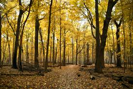 Will County forest district’s Be a Trailblazer experience offers outdoor adventures, chance to win prizes
