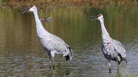 Bird walks, owl banding and more with Kane County Audubon
