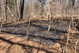 Frequent prescribed burns in forests help young oaks thrive, U of I study finds