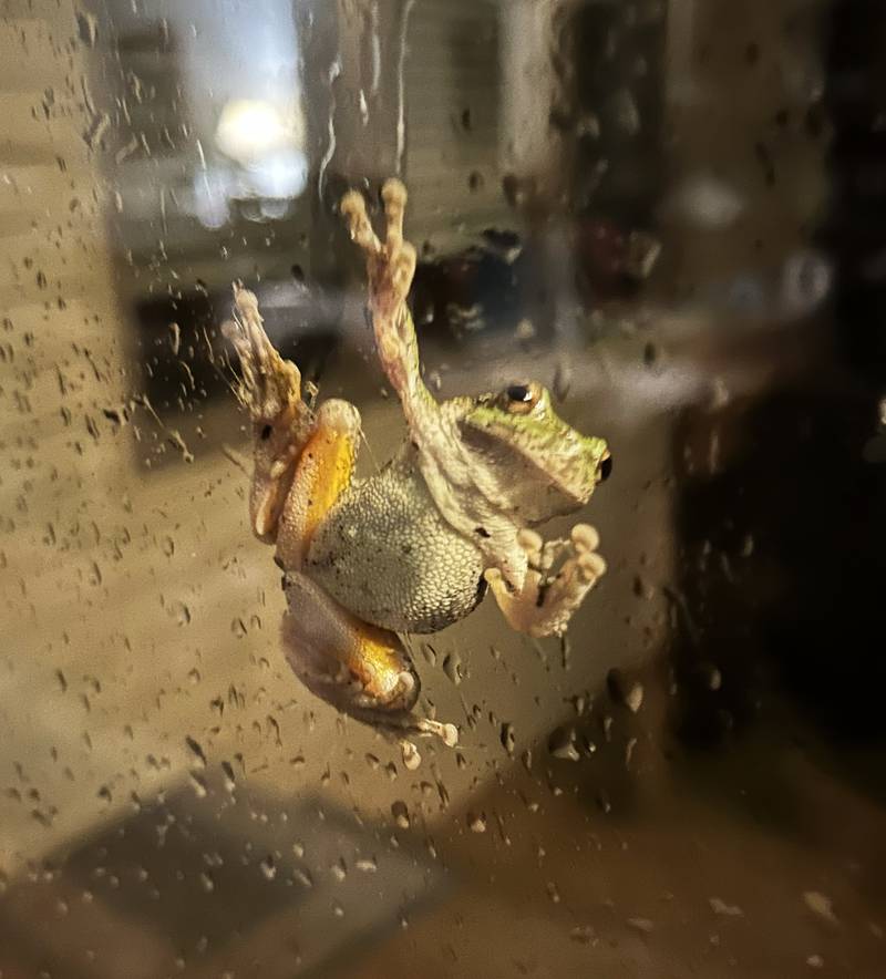 A tree frog clings to the glass on a patio door in Oregon during a storm Sunday July 14, 2024. Strong winds and heavy rain traveled across the region affecting residents as well as wildlife.
