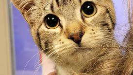 Playful kitten seeks chance to have home of her own 