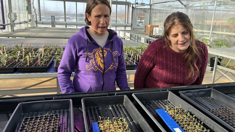 Emily Zack and Andrea Andrea Collier check out seedlings in the McHenry County College greenhouse on Thursday, Jan. 29, 2026. They organize The Great Seed Event,  set for  Feb. 7 at the MCC cafeteria. More than 1,000 people are expected at the event, where gardeners will swap seeds and learn about composting, urban gardening and pocket prairies.
