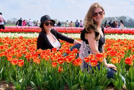 Blooming tulips beckon at Richardson Farm