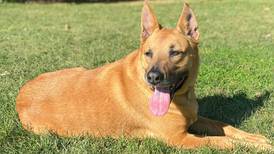 Handsome, athletic dog seeks his own family to love