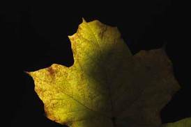 NatureFest returns to Genoa forest preserve April 22