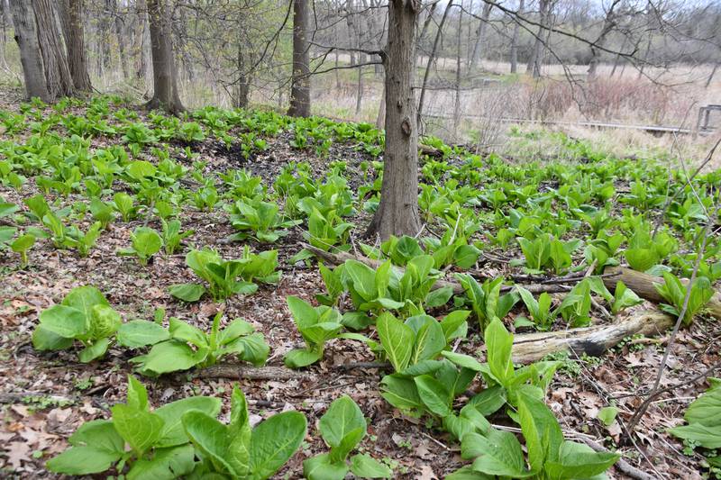 The McHenry County Conservation District announced grant funding on August 4, 2022, for a hydrological study of the Boger Bog in Bull Valley, pictured here.