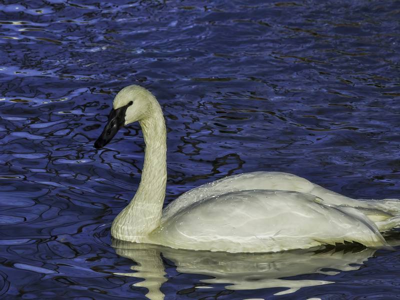 Wildlife lovers excited for resurgence of wild swans along restored Fox River