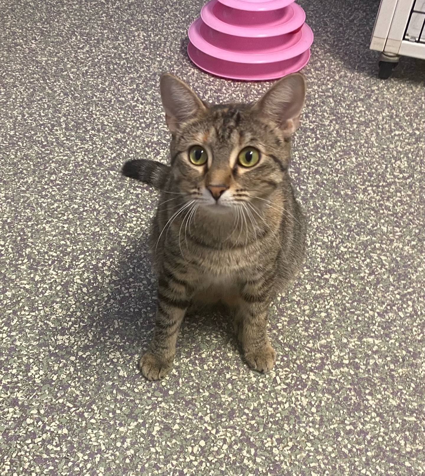 Cookie Crisp is a 1-year-old domestic shorthair. She loves attention, but only on her own time. Cookie Crisp is friendly and affectionate. For more information on Cookie Crisp, including adoption fees please visit justanimals.org or call 815-448-2510.