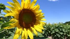 Brighten your day: Sunflowers in bloom at Matthiessen State Park