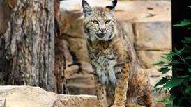 Program takes a look at bobcats in northern Illinois