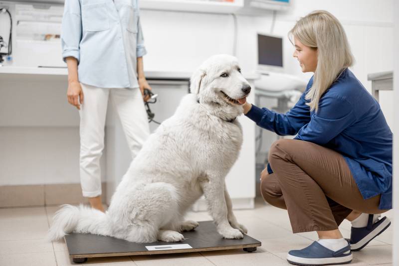All Creatures Great and Small - Helping Pets Maintain a Healthy Weight
