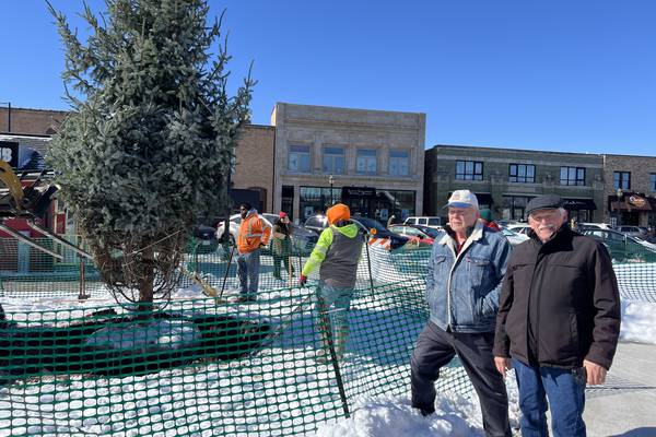 A new holiday tree for Crystal Lake – with deep roots
