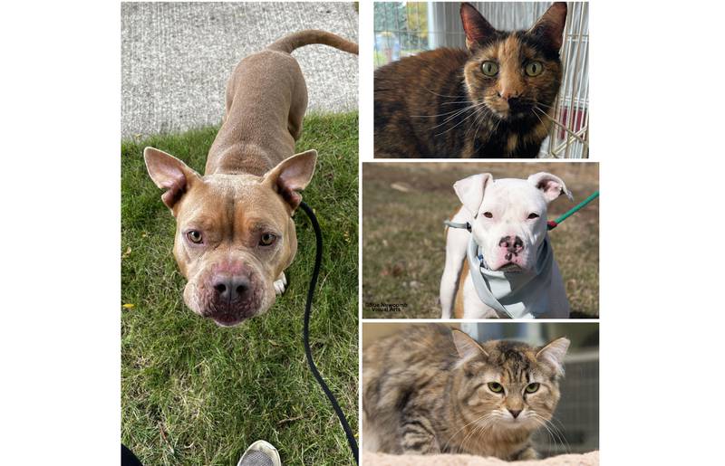 The Herald-News presents this week’s Pets of the Week. Read the description of each pet to find out about it, including where it can be adopted in Will County.