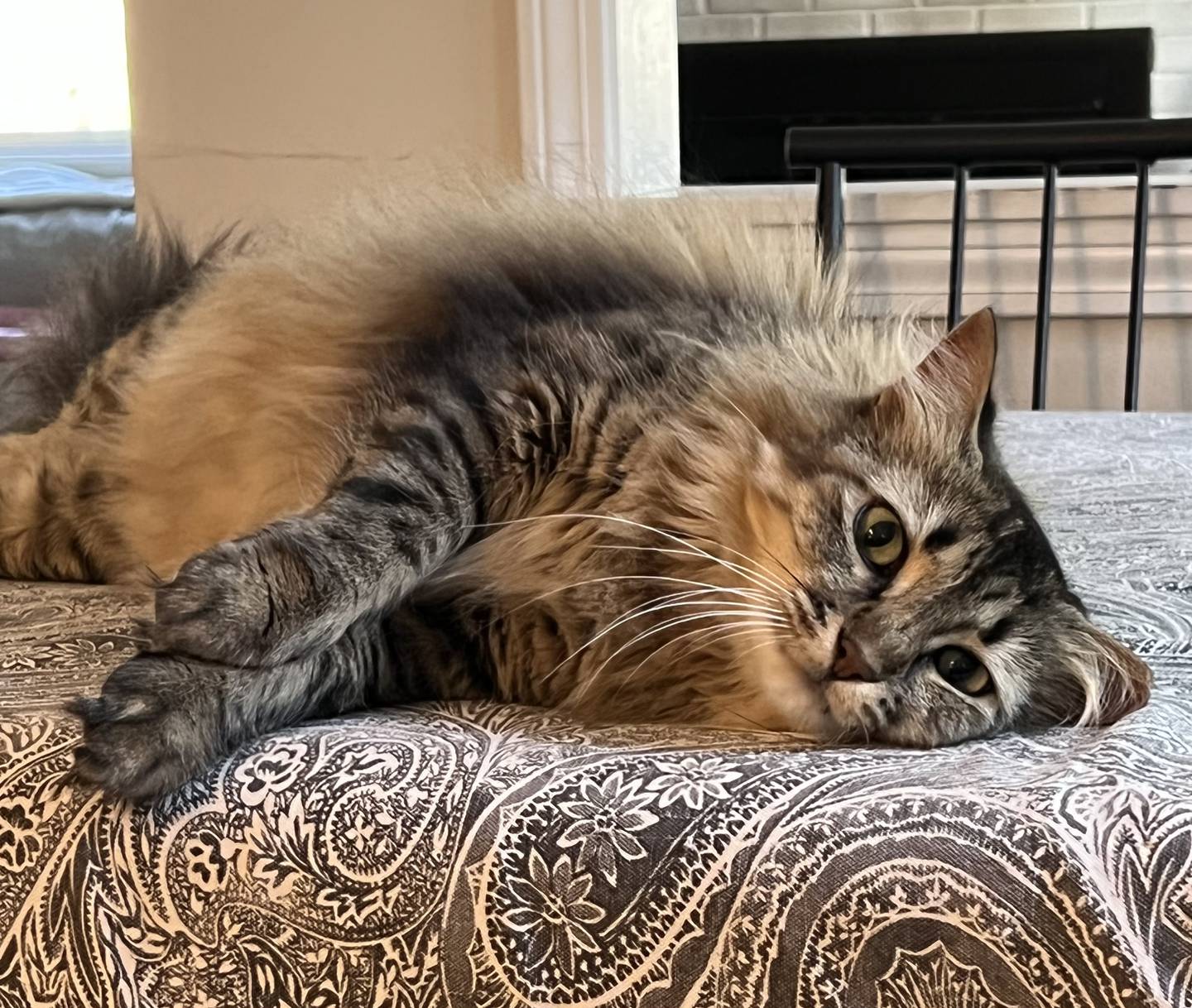 Camille is a fluffy 5-uyear-old tabby that previously lived as a stray. She was a bit of a diva when she first came into the rescue: she knew what she liked and wanted. She’s currently attached to her foster owner, following her from room to room and lying next to her. She likes being petted and is rarely fussy. She’d independent and entertains herself with toys. She is FIV positive and must be the only cat in the home. She seems interested in dogs and may enjoy a doggy sibling. To meet Camile, email Catadoptions@nawsus.org. Visit nawus.org.