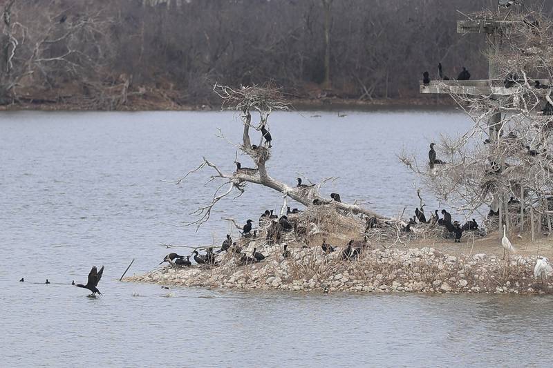 A group of herons relax on the shores of the nest island at the Lake Renwick Heron Rookery Nature Preserve in Plainfield on Thursday, March 26, 2026.