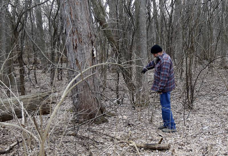 Brad Schwarz checks a location near his home in Wonder Lake on Monday, March 20, 2023, where he noticed some pheasant back mushroom that remained on a tree from last year. Schwarz forages for morels and other mushrooms at locations he keeps a closely held secret.
