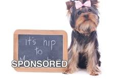 May is Chip Your Pet Month: A Simple Step That Can Protect Your Pet
