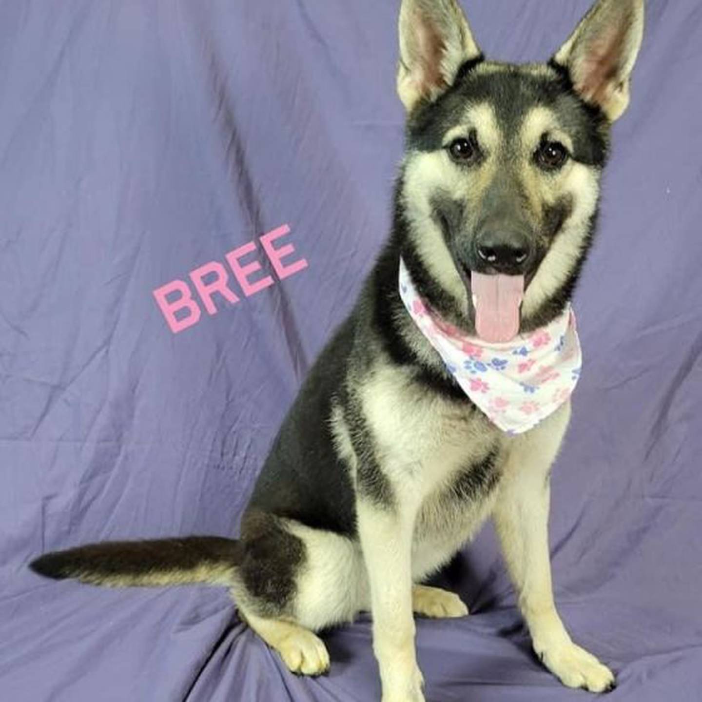 Bree is an 18-montn-old sweet shepherd mix who loves everyone she meets and is good with all dogs. To meet Bree, contact Hopeful Tails Animal Rescue at hopefultailsadoptions@outlook.com. Visit hopefultailsanimalrescue.org.