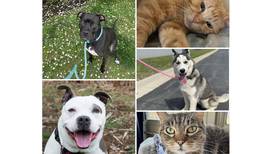 Will County Pets of the Week: May 12, 2025
