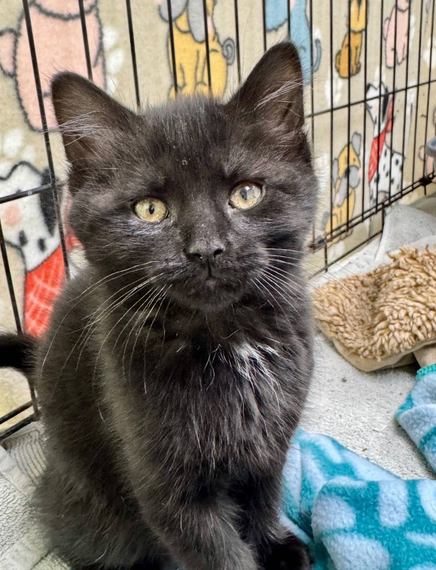 Linx is a playful and affectionate 15-week-old kitten. He was nervous upon coming to the shelter but has grown into a loving, wonderful kitten who is ready for his forever home. Contact the Will County Humane Society at willcountyhumane.com and follow the instructions for the adoption process.