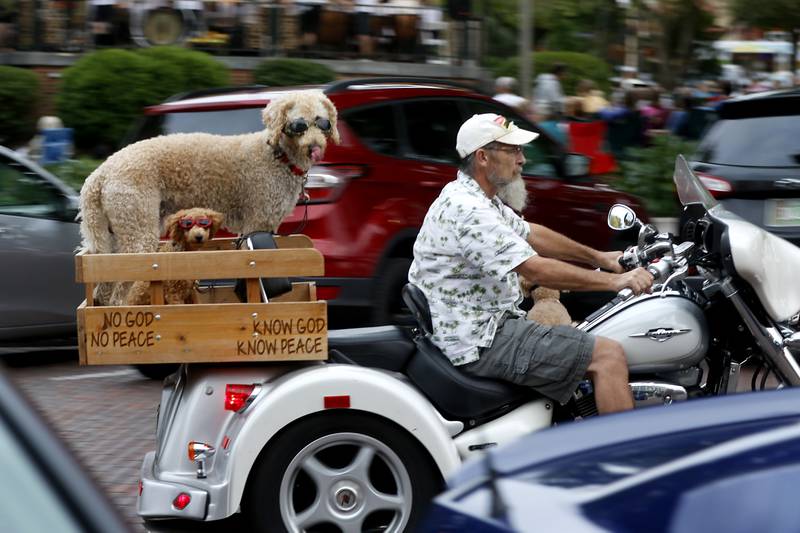 Two dogs ride past the Woodstock City Band on a motorcycle as the band performs on Wednesday, July 24, 2024, in the historic Woodstock Square. The band that is in its 140th season, performed their Galloping through the Gallery concert for the crowd.