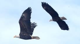 Where to see bald eagles this weekend in McHenry County area, as population soars