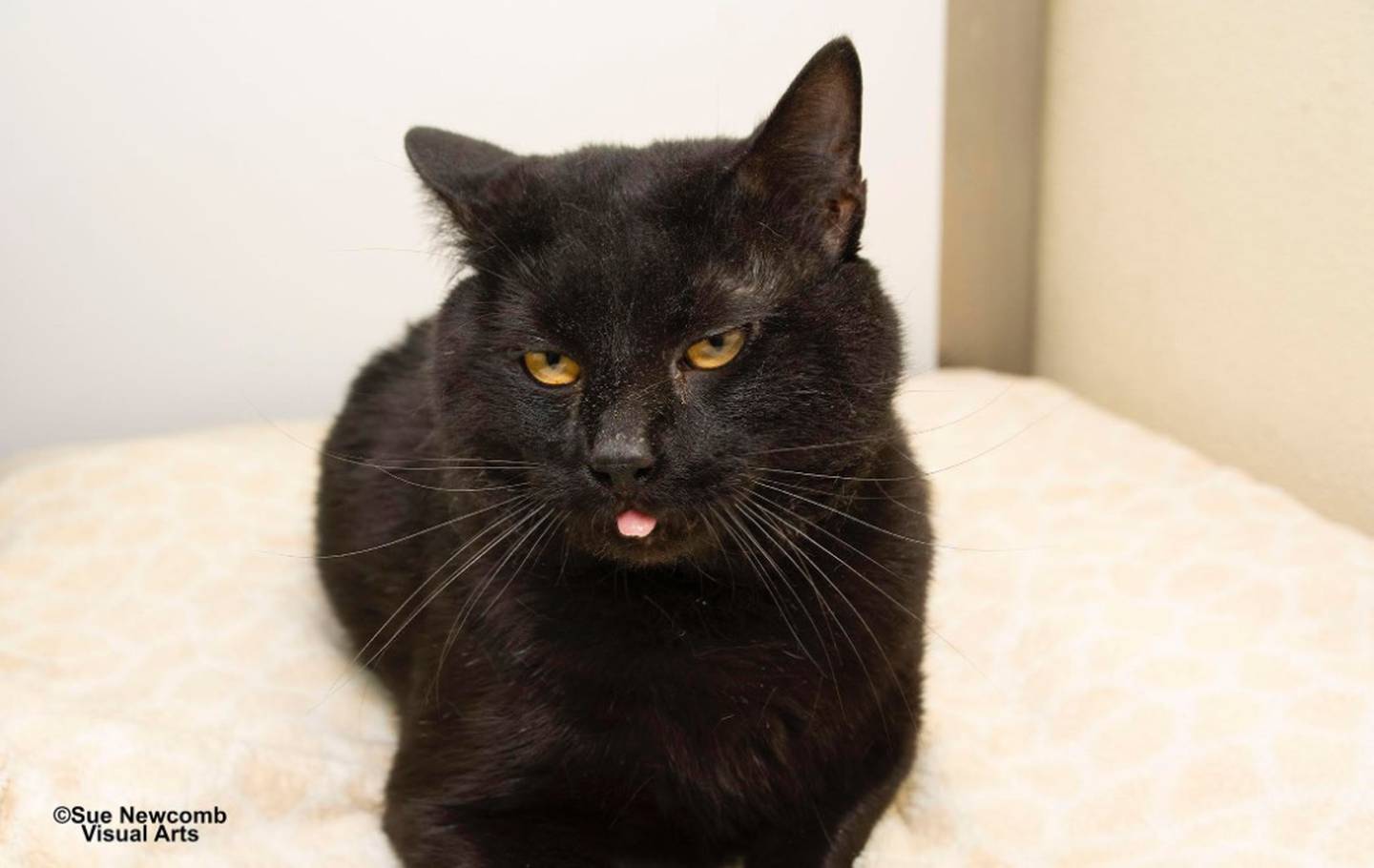 Nelson is young, very affectionate and vocal. He does not seem to mind other cats. Contact the Will County Humane Society at willcountyhumane.com and follow the instructions for the adoption process.