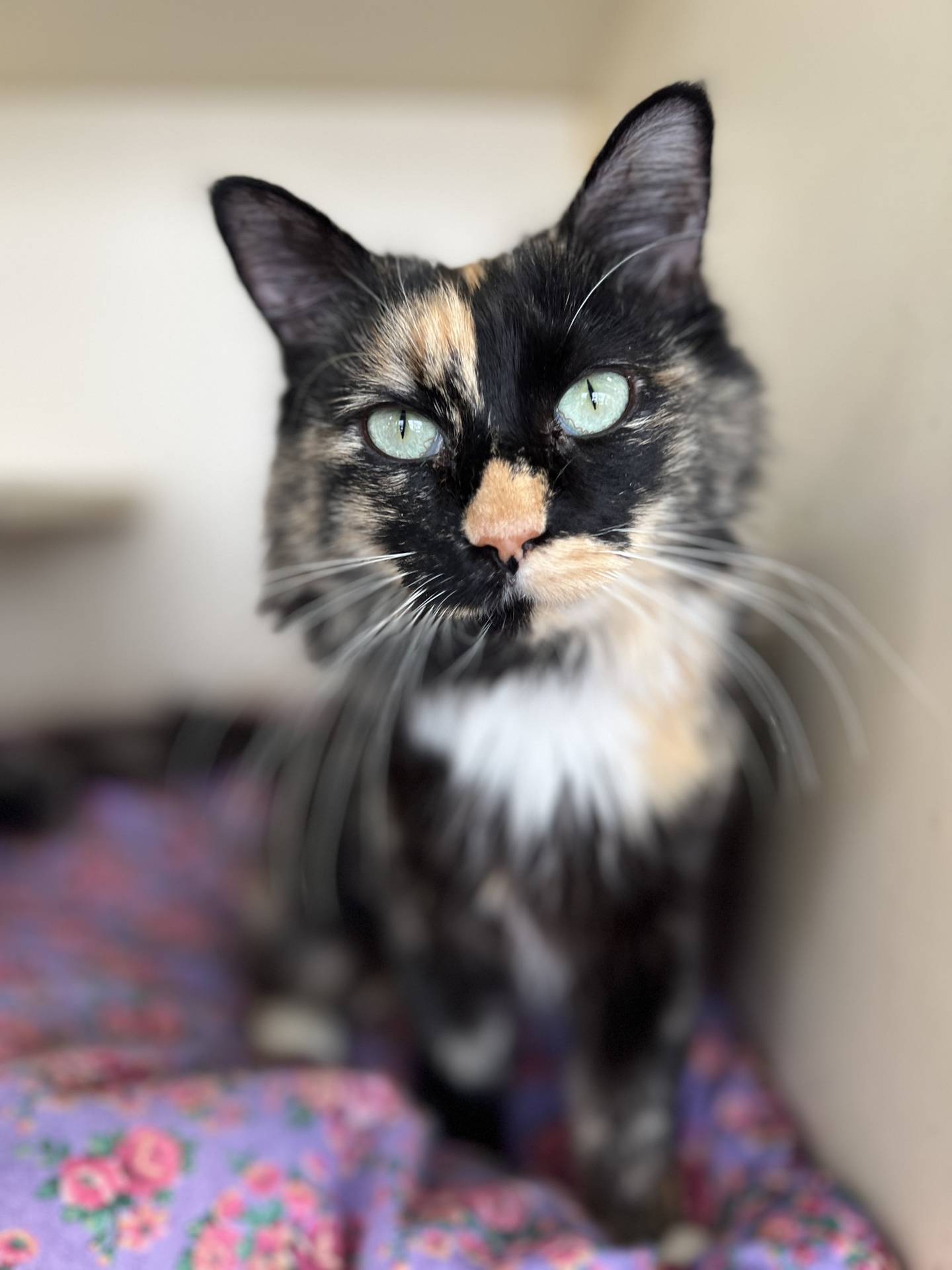 Holly is a 6-year-old, sweet, long-hair that was found as a pregnant stray.  She raised her kittens in a foster home and now it is her turn to find a forever home.  She is bold with a calico personality. She knows what she wants and likes. She is affectionate and likes soft-spoken men. She needs to be the only pet in a quiet home without small children. She’s an ideal companion when she receives gentle attention and when her independent nature is respected. To meet Holly, email Catadoptions@nawsus.org. Visit nawsus.org.