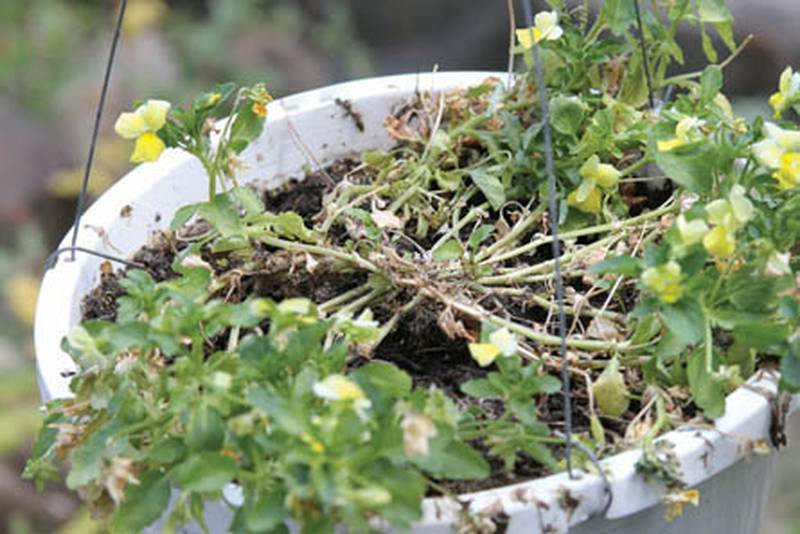 Several of Barbara Kursell's potted plants have died or are struggling with the intense heat and lack of rainfall.