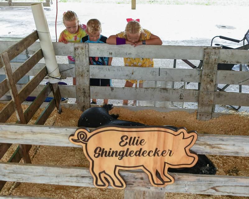 The McGloin siblings Ella, 6, (from left); Grayson, 4 ½; and Harper, 7, of Geneva look at some of the pigs on Saturday Aug. 16, 2025, during Elburn Days held at Lions Park in Elburn.