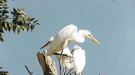 Lake Renwick in Plainfield hosts weekend viewing of herons, egrets and more
