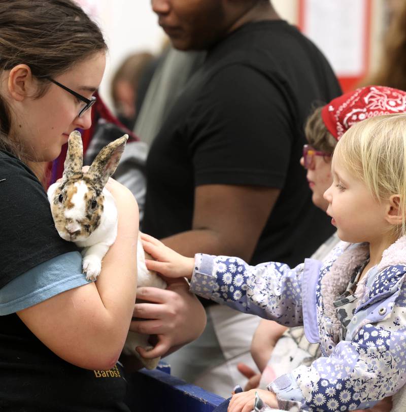 Raelyn Bend, 3, from Shabbona, pets a rabbit Wednesday, Feb. 19, 2025, during the DeKalb High School Future Farmers of America Barnyard Zoo Family Night at the school.