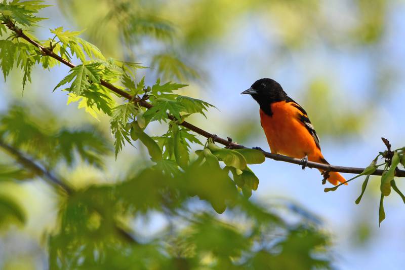 Look for birds when they are most active in the early morning during a Forest Preserve District of Will County bird hike June 2, 2024 at Hickory Creek Preserve – LaPorte Road Access in Mokena.