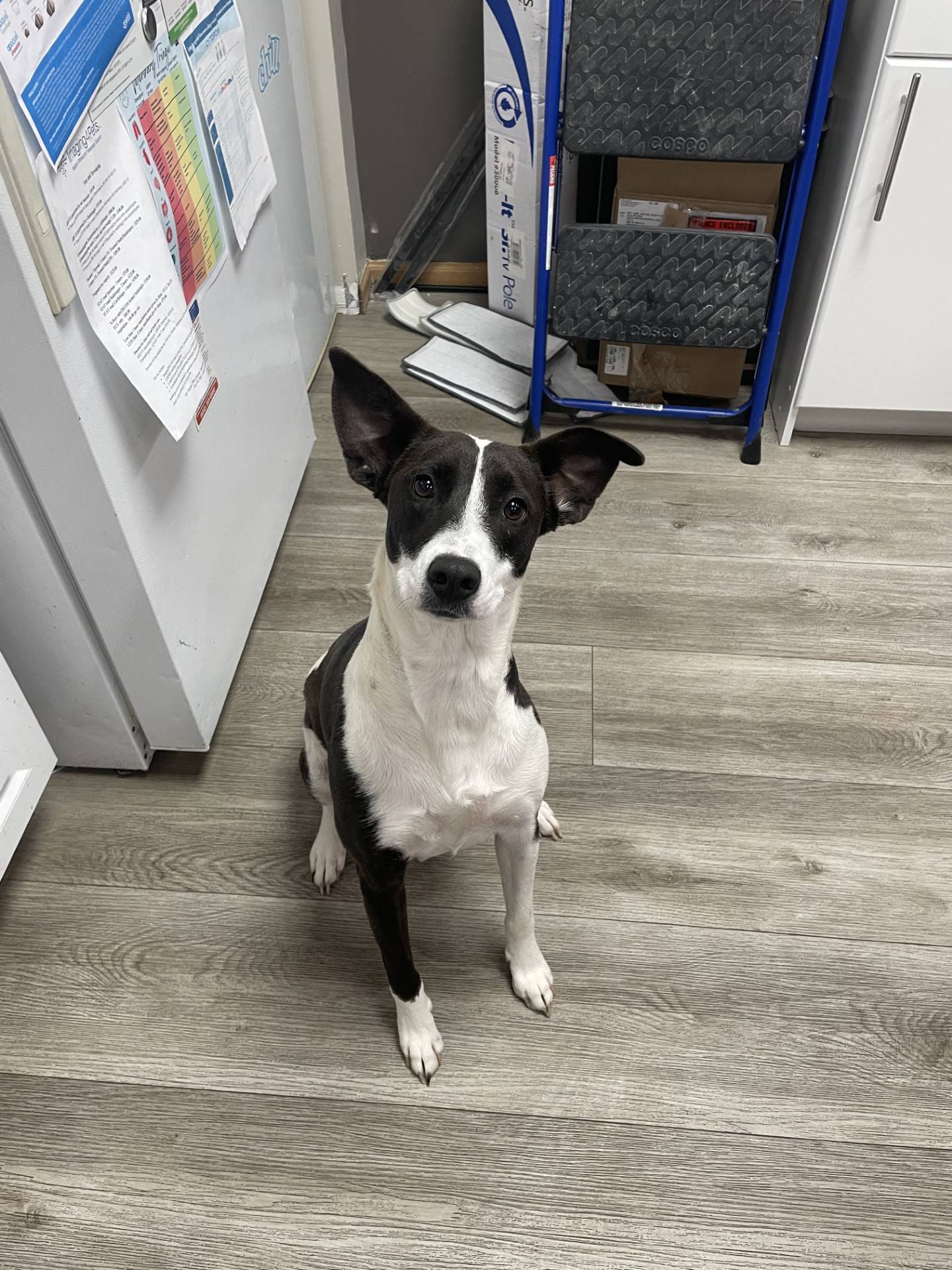 Merida is a sweet and friendly 2-year-old, 40-pound terrier mix who came to NAWS from a rescue in Texas. She’s become a favorite of staff and volunteers due to her loving personality and happy spirit.  Merida plays well with doggy companions and would love a canine sibling. She also does well with children, making her a wonderful family dog. A home without cats is best.  To meet Merida, email Dogadoption@nawsus.org. Visit nawsus.org.