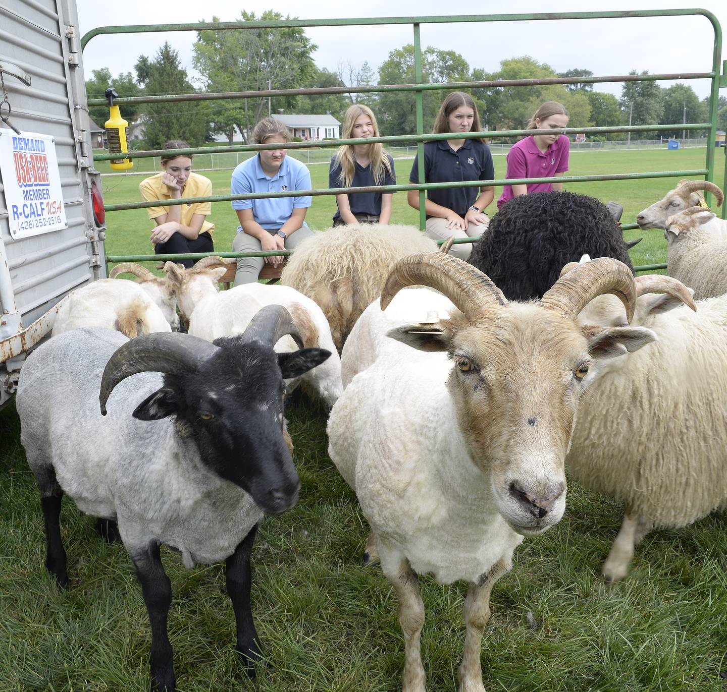 Some of these Icelandic sheep await their turn for a “haircut” Thursday, Aug. 25, 2022, by Sid Dezries, of Freeport, at Marquette Academy in Ottawa.